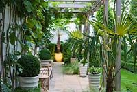 Patio under pergola with wooden bench, Fig, Box balls in containers and Trachycarpus  - The Glass House, Petersham - Architects Terry Farrell Partners - Garden design by Sallis Chandler