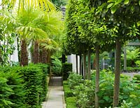 Path with clipped Bays and Trachycarpus fortunei - The Glass House, Petersham - Architects Terry Farrell Partners - Garden design by Sallis Chandler