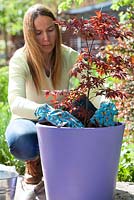 Woman mulching around newly planted Acer palmatum. Planting Acer palmatum in pot. 