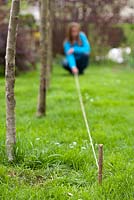 Creating a new perennials border under apple trees. Woman marking bed with string line.