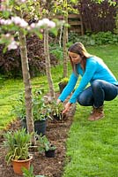 Creating a new perennials border under apple trees. Woman planning and setting out plants in their containers to find the best arrangement and correct spacing. Knautia arvensis, Pennisetum alopecuroides, Salvia pratensis, Panicum vulgare 'Northwind'.