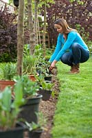 Creating a new perennials border under apple trees. Woman planning and setting out plants in their containers to find the best arrangement and correct spacing. Knautia arvensis, Pennisetum alopecuroides, Salvia pratensis, Panicum vulgare 'Northwind'.
