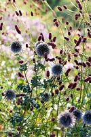Sanguisorba 'Cangshan Cranberry' and Echinops ritro 'Veith's blue'.