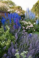 Summer border in walled garden -  Nepeta 'Six Hills Giant', Delphinium elatum seedling, Rosa 'Barbara Austin', Geranium pratense 'Album', Eryngium giganteum.