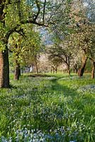 Grass path through and old apple orchard with Myosostis - Forget me nots
