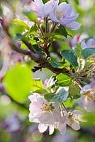 Apple blossom - Malus 'Lord Lambourne'