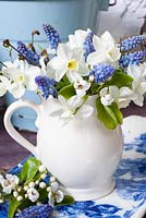 White Narcissus, Pear blossom and Muscari displayed in white china jug