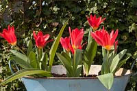 Miniature red waterlily tulips in blue container