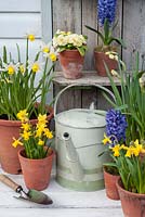 Spring bulbs displayed in pots with watering can - Narcissus 'Tete a Tete' and 'Jack Snipe', hyacinth and primrose