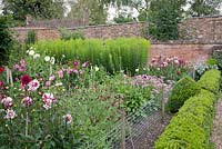 Dahlia, Achillea millefolium and Scabiosa atropurpurea growing in Cutting Garden. Chenies Manor, Buckinghamshire