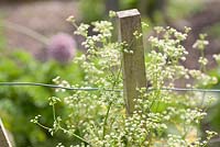 Fence post with informal summer planting of umbellifer. Chenies Manor, Buckinghamshire