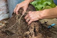 Harvesting the roots of the Horseradish. 
