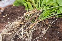 Harvested roots of Horseradish. 