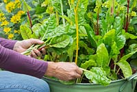 Harvesting Swiss Chard 'Five Colour Silverbeet'