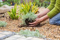 Planting Artemisia 'Powis Castle' in gravel garden