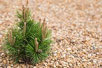 Pinus in gravel garden