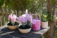 Pink Hyacinths in vintage enamel bowls
