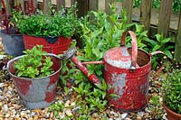 Red fire buckets planted with Mint, Chard, Valerian and  Nemisia in container display