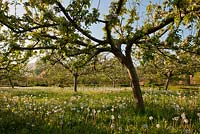 Apple orchard underplanted with wild flowers - Dandelions, Cowslips, Camassia at West Dean college walled kitchen