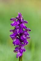 Orchis morio - Green-winged or Green-veined Orchid
