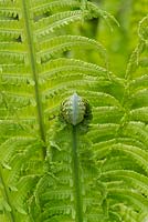Athyrium Filix Femina - Lady fern unfurling in spring