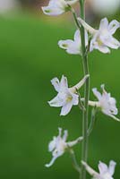 Delphinium hesperium subsp. pallescens - Pale flowered western larkspur