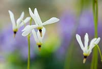 Dodecatheon meadia album - White-flowered American cowslip