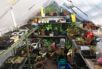 Greenhouse filed with potted seedlings and plants