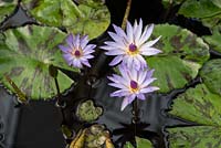 Nymphaea Colorata - Tropical Water Lily