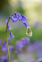 Anthocharis cardamine - Orange tip butterfly on a bluebell flower in the English countryside