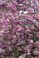 Prunus Kanzan - Double Pink Cherry tree blossom