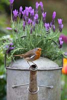 Erithacus rubecula - Robin perched on an old garden watering can planted with lavender