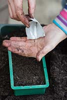 Gardener planting tomato seeds in compost in a seed tray