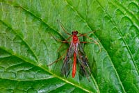 Ophion scutellaris, Ichneumon wasp which are parasitoides and attack the caterpillars of moths or butterflies