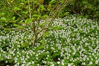 Spring garden with Hamamelis mollis - Witch Hazel underplanted with groundcover Anemone nemorosa 'Robinsoniana' - Windflower syn. Wood Anemone.