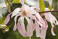 Magnolia stellata 'Rosea' - Star Magnolia.