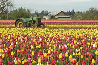 Spring field with mixed Tulipa -  Tulips, tractor, and barn at the annual Wooden Shoe Tulip Festival. 
