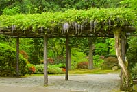 Spring garden with wooden arbor, Wisteria sinensis - Chinese Wisteria, Rhododendron x hybrida - Azalea, Acer palmatum - Japanese Maple. 