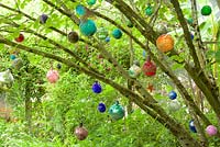 Summer garden with Hamamelis mollis - Witch Hazel and art installation of glass balls. 