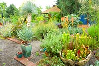 Summer mixed garden border with gravel pathways, brick edging, succulents and tropicals. Sarracenia flava var. rubricorpora - Pitcher Plant syn. Trumpet Pitchers, Kniphofia uvaria 'Orange Crush' - Red Hot Poker syn. Torch Lily, Yucca rostrata - Beaked Yucca syn. Big Bend Yucca syn. Silver Yucca.