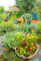 Summer mixed border with bog garden in foreground. Sarracenia flava var. rubricorpora - Pitcher Plant syn. Trumpet Pitchers, Kniphofia uvaria  'Orange Crush' - Red Hot Poker syn. Torch Lily. 