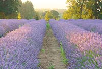 Summer sunrise in the lavender field with Lavandula angustifolia 'Buena Vista' - Lavender.