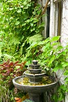 European-style fountain alongside stucco-sided studio outbuilding. Parthenocissus tricuspidata - Boston Ivy, Solenostemon scutellarioides 'Alabama Sunset' - Common Coleus.
