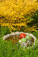 Fall garden with birdbath and floating glass balls. Corylopsis pauciflora - Buttercup Winter Hazel.