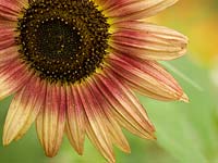 Helianthus annuus 'Autumn Beauty' - Autumn Beauty Sunflower.