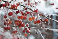 Malus 'Evereste' - Crabapple with frost
