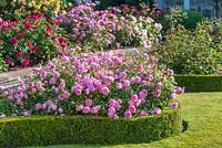 Rosa 'Harlow Carr'. The Renaissance Garden, David Austin Roses, Albrighton, Staffordshire.
