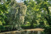 Rosa 'Paul's Himalayan Musk' festooning a mature tree beside river. Worfield, Shropshire.
