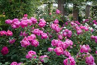 Rosa 'Royal Jubilee'. The Long Garden, David Austin Roses, Albrighton, Staffordshire.