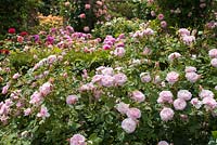 Rosa 'Lady Salisbury'. The Long Garden, David Austin Roses, Albrighton, Staffordshire.